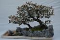 20150328sm-floral-exhibition_DSC_1863