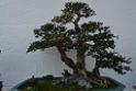 20150328sm-floral-exhibition_DSC_1828