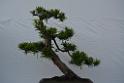 20150328sm-floral-exhibition_DSC_1833