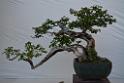 20150328sm-floral-exhibition_DSC_1837