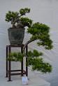 20150328sm-floral-exhibition_DSC_1839