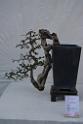20150328sm-floral-exhibition_DSC_1840
