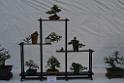 20150328sm-floral-exhibition_DSC_1842