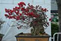 20150328sm-floral-exhibition_DSC_1850