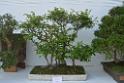 20150328sm-floral-exhibition_DSC_1895