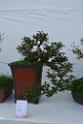20150328sm-floral-exhibition_DSC_1898