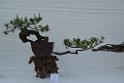 20150328sm-floral-exhibition_DSC_1933