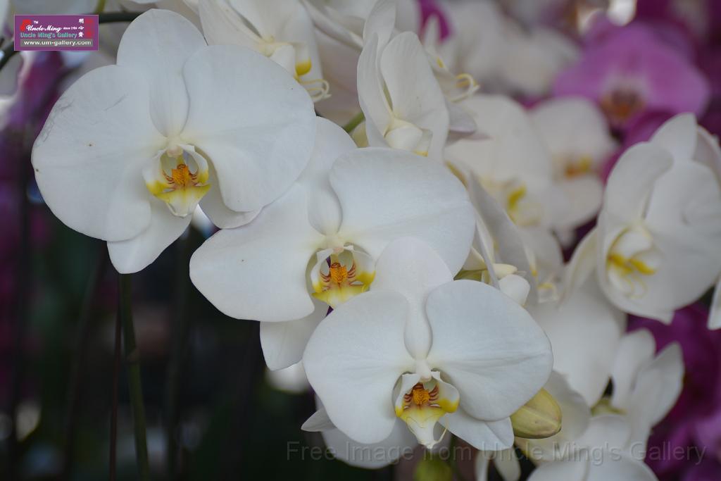 20150328sm-floral-exhibition_DSC_1806.JPG