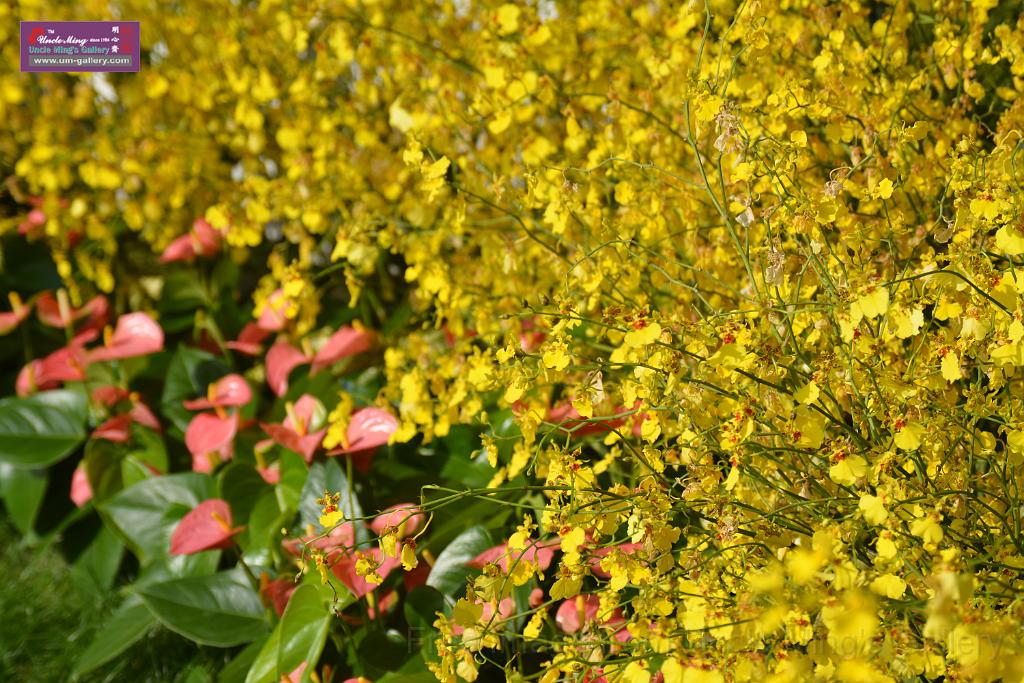 20150328sm-floral-exhibition_DSC_1820.JPG