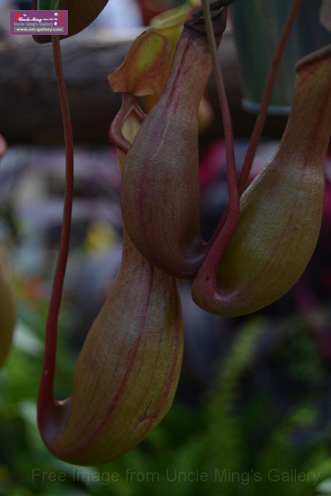 20150328sm-floral-exhibition_DSC_2005.JPG