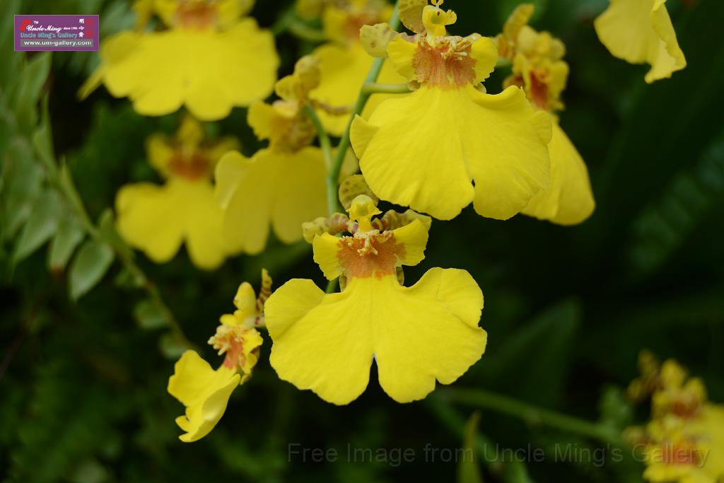 20150328sm-floral-exhibition_DSC_2007.JPG