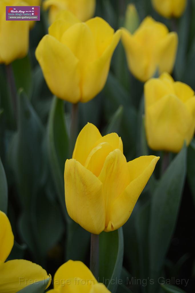 20150328sm-floral-exhibition_DSC_2033.JPG