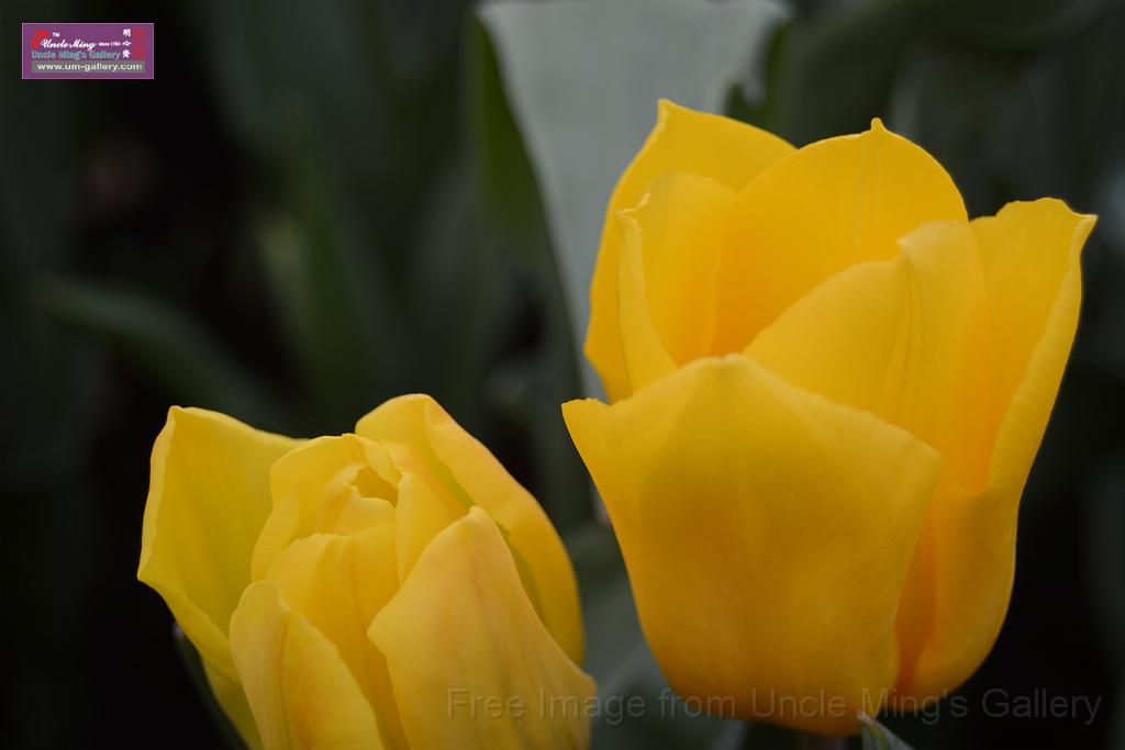 20150328sm-floral-exhibition_DSC_2042.JPG