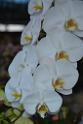 20150328sm-floral-exhibition_DSC_1802