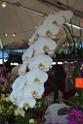 20150328sm-floral-exhibition_DSC_1803