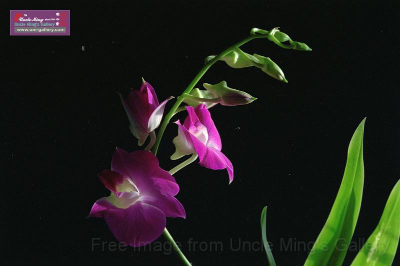 89orchid_14.jpg