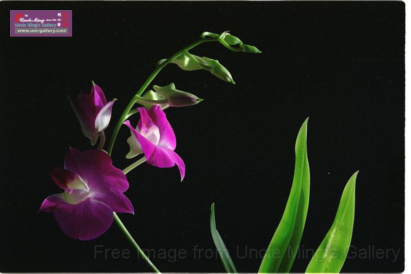 89orchid_21.jpg