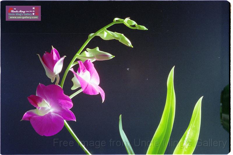 89orchid_22.jpg