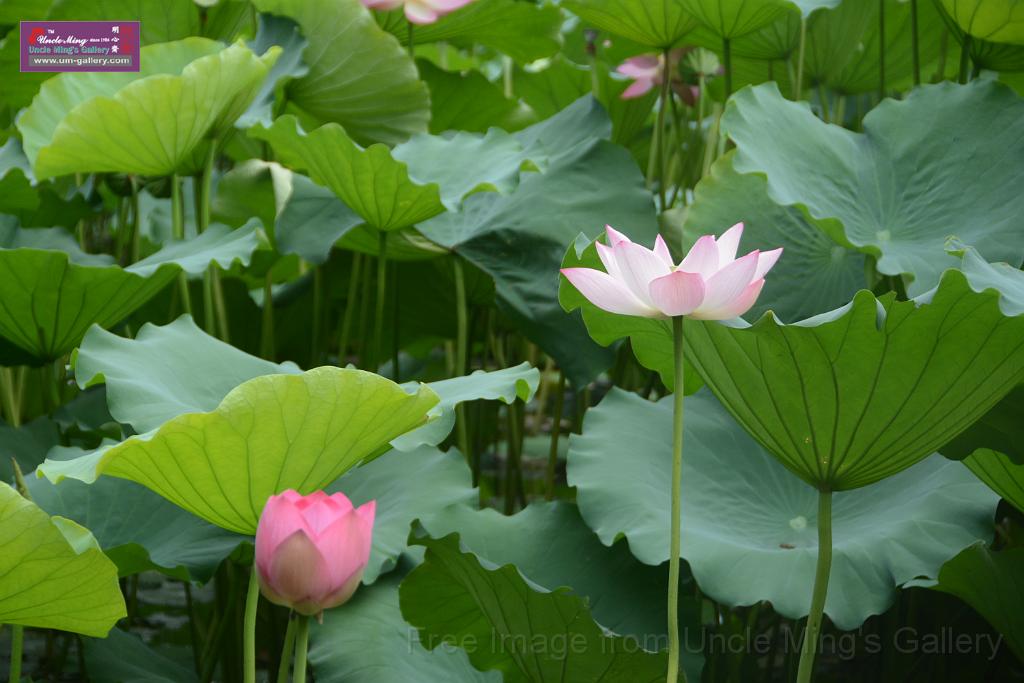 20180618lotus-hunghu_DSC_1555.JPG