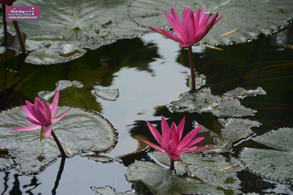 20180618lotus-hunghu_DSC_1560.JPG