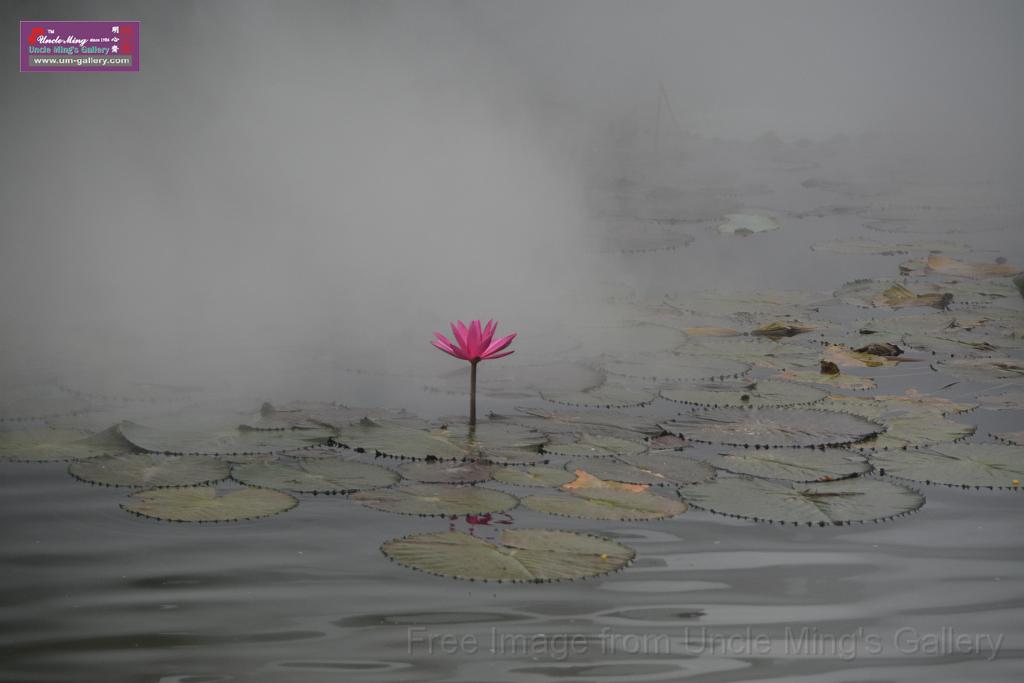 20180618lotus-hunghu_DSC_1570.JPG