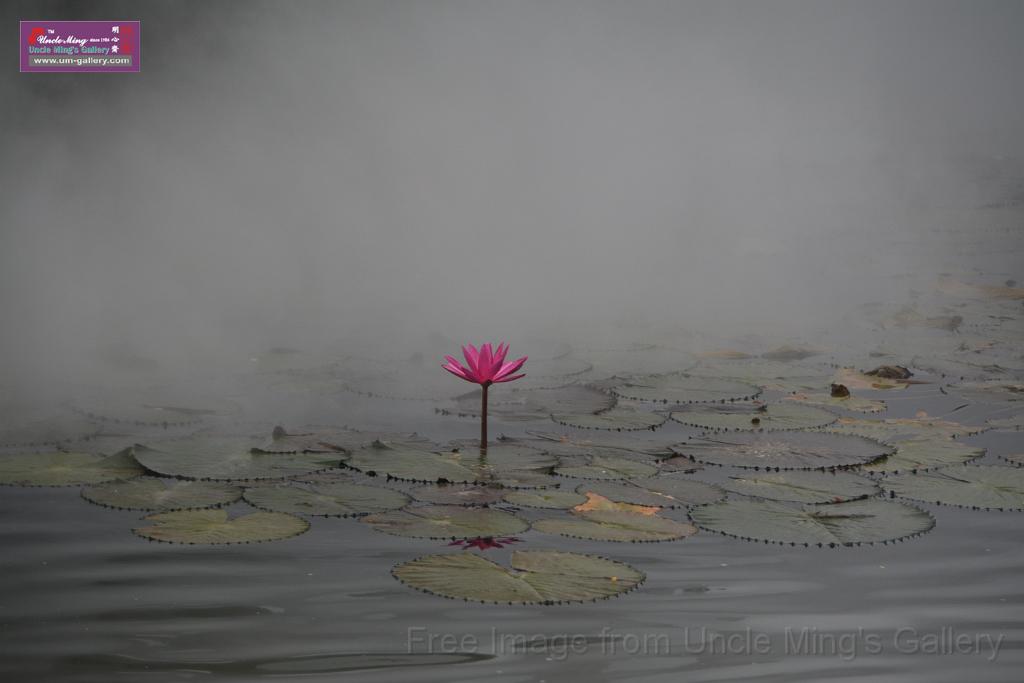 20180618lotus-hunghu_DSC_1571.JPG