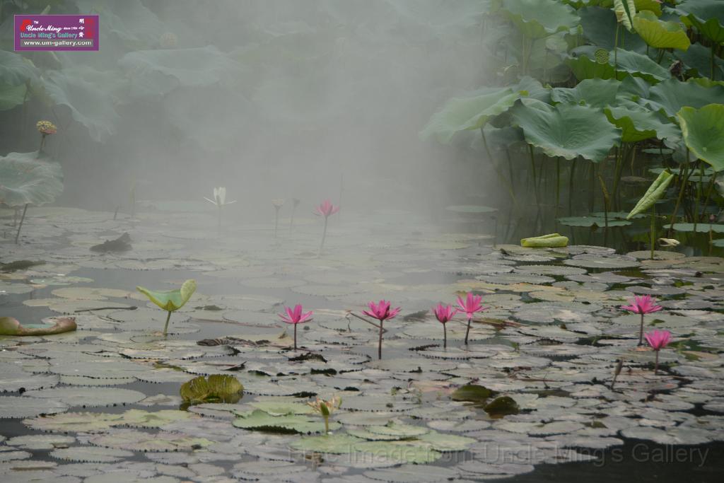 20180618lotus-hunghu_DSC_1575.JPG