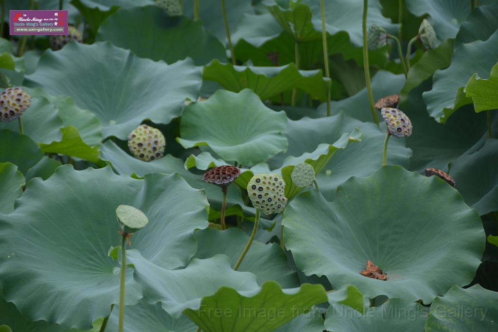 20180618lotus-hunghu_DSC_1576.JPG