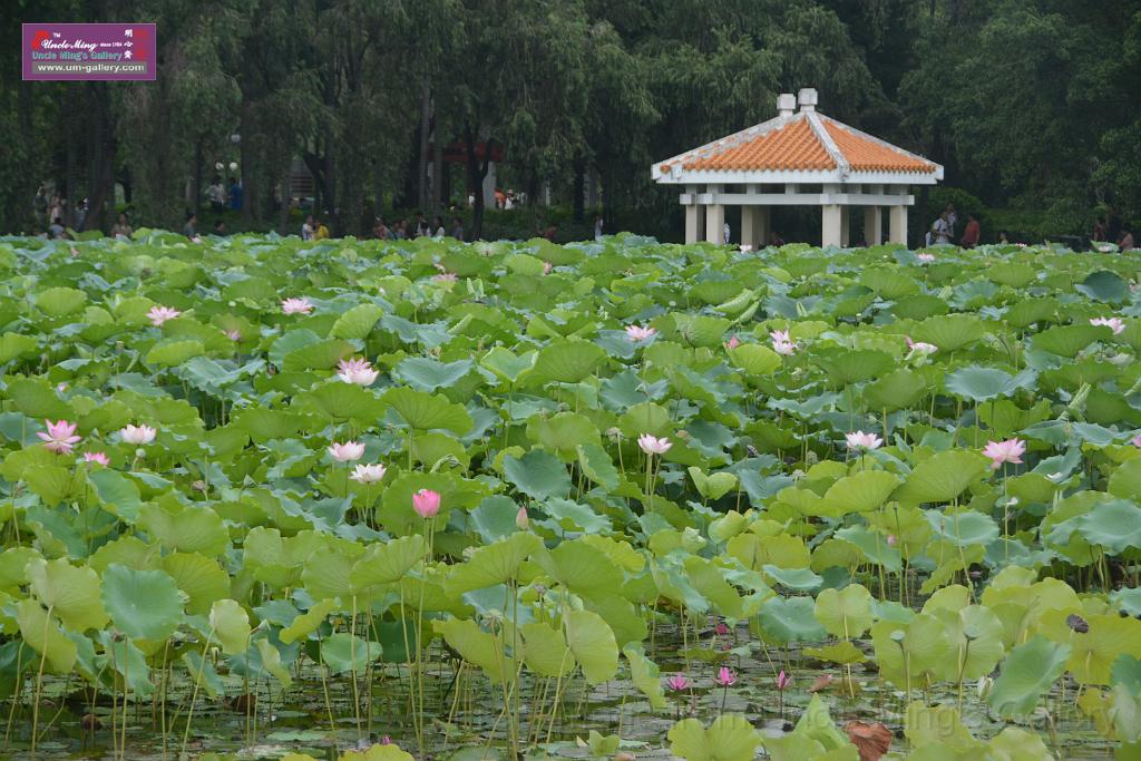 20180618lotus-hunghu_DSC_1577.JPG