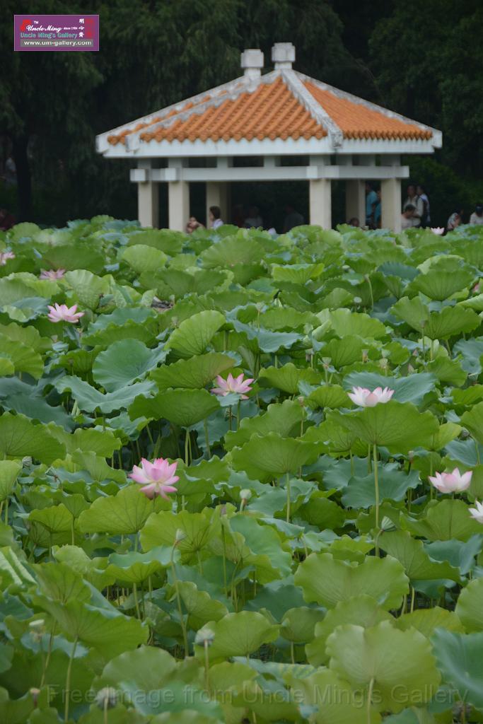 20180618lotus-hunghu_DSC_1581.JPG