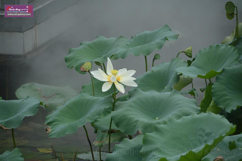 20180618lotus-hunghu_DSC_1587.JPG