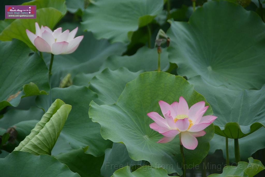 20180618lotus-hunghu_DSC_1590.JPG