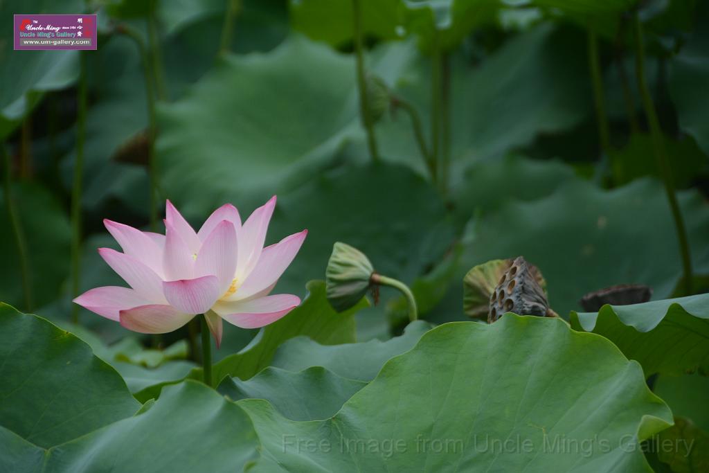 20180618lotus-hunghu_DSC_1591.JPG