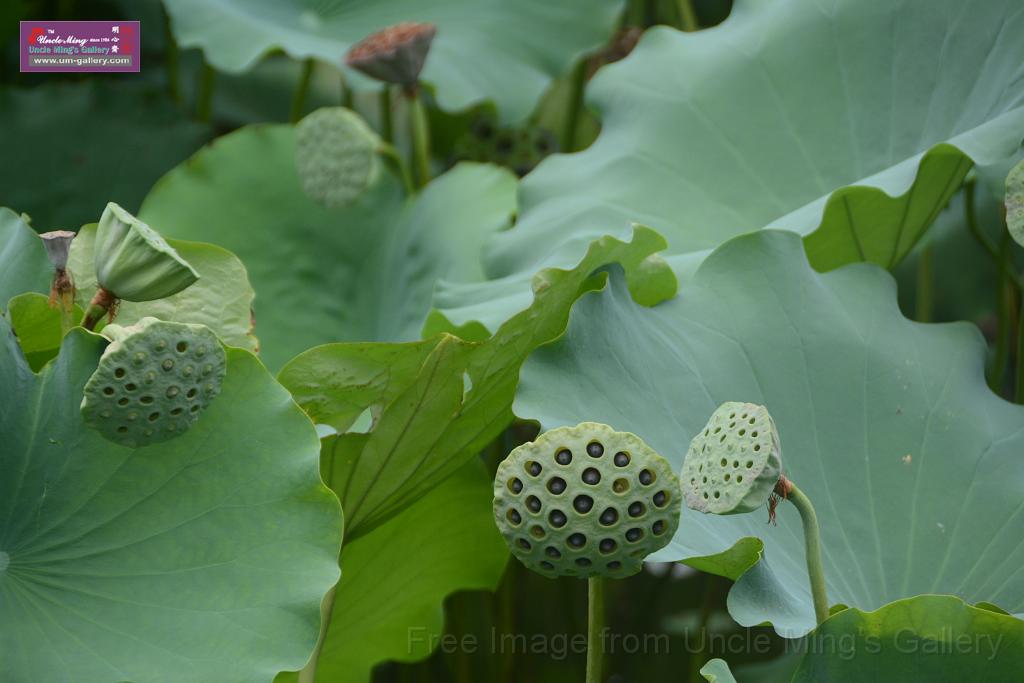 20180618lotus-hunghu_DSC_1594.JPG