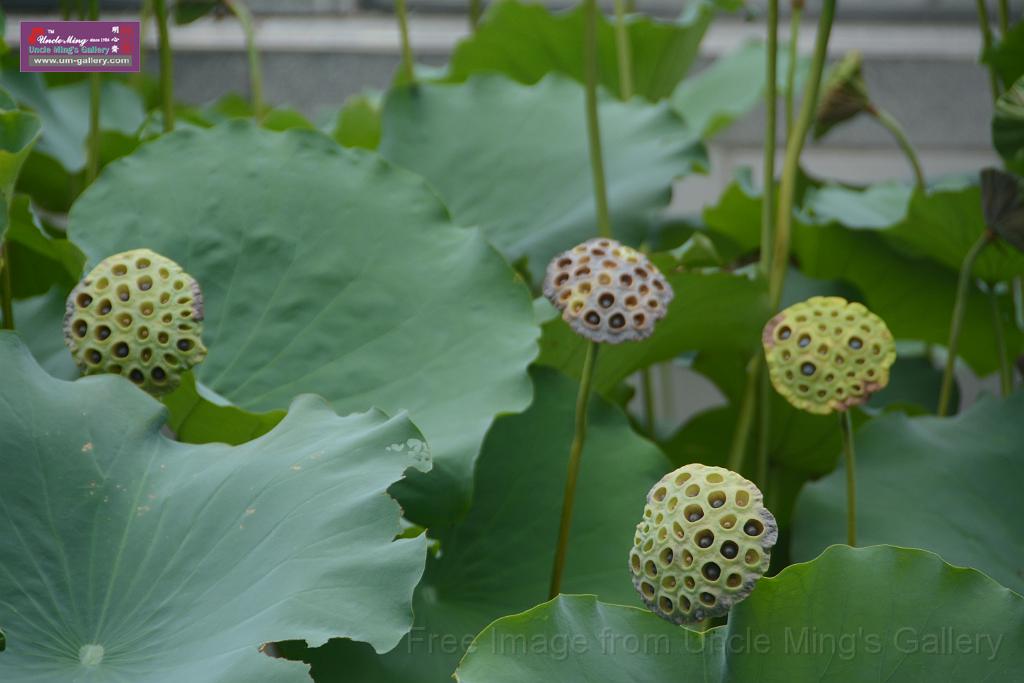 20180618lotus-hunghu_DSC_1595.JPG