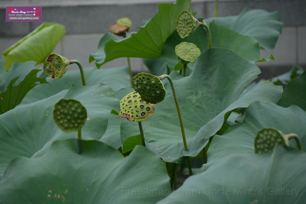 20180618lotus-hunghu_DSC_1596.JPG