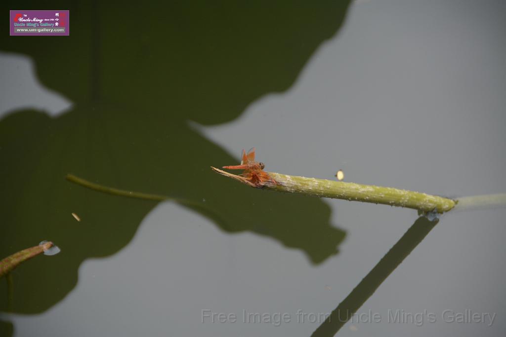 20180618lotus-hunghu_DSC_1598.JPG