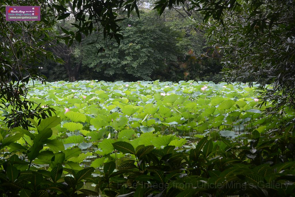 20180618lotus-hunghu_DSC_1600.JPG