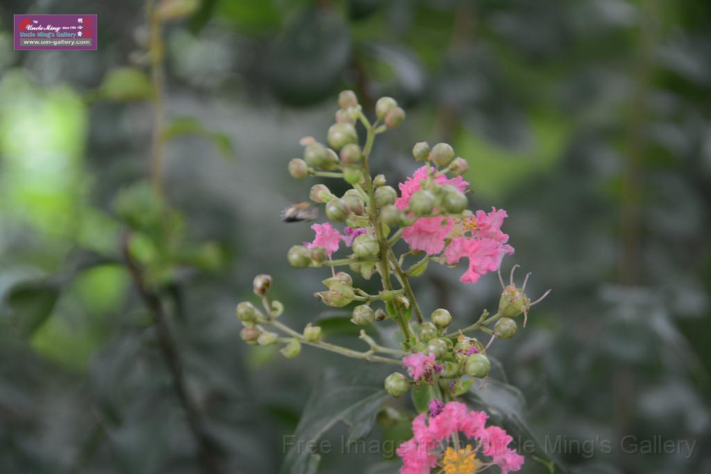 20180618lotus-hunghu_DSC_1602.JPG