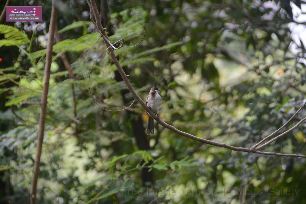 20180618lotus-hunghu_DSC_1605.JPG