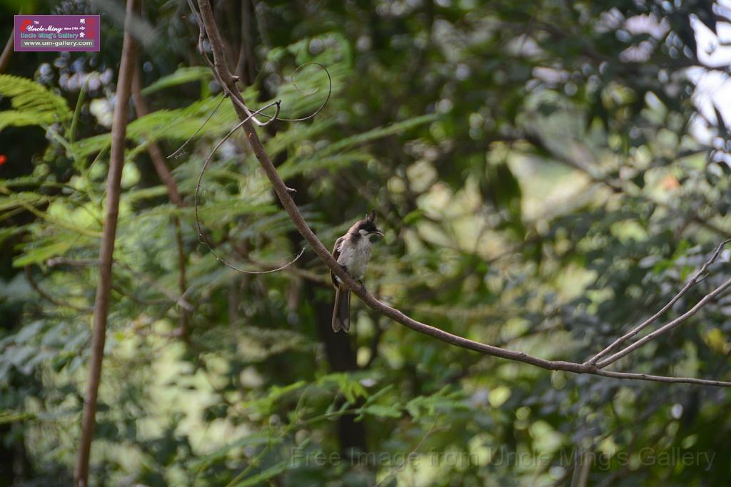 20180618lotus-hunghu_DSC_1606.JPG