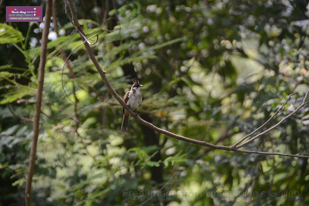 20180618lotus-hunghu_DSC_1607.JPG