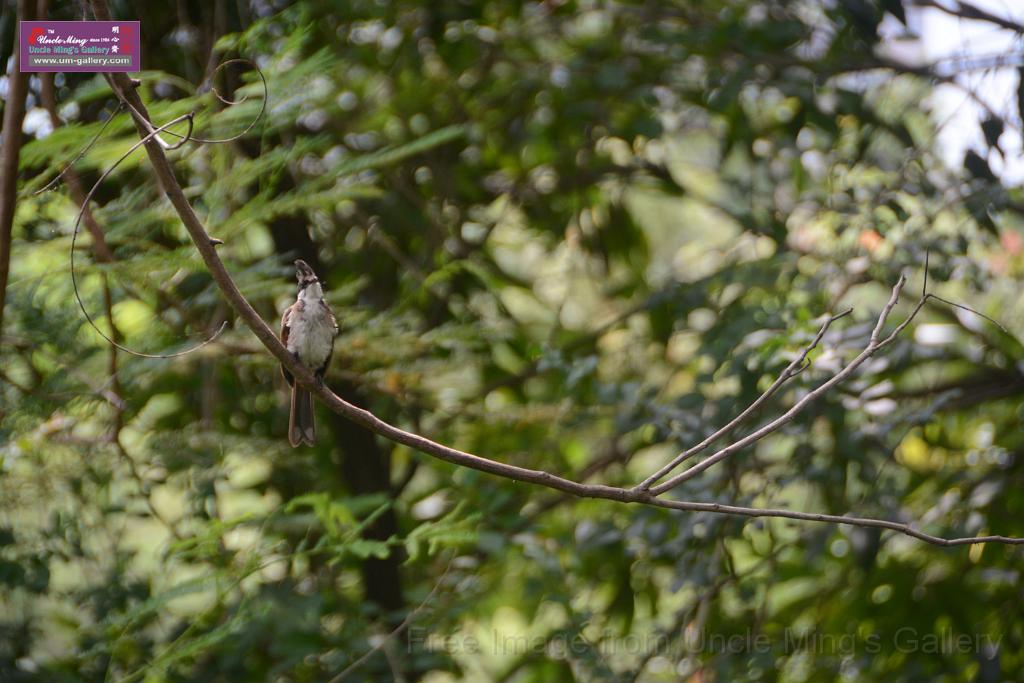 20180618lotus-hunghu_DSC_1608.JPG