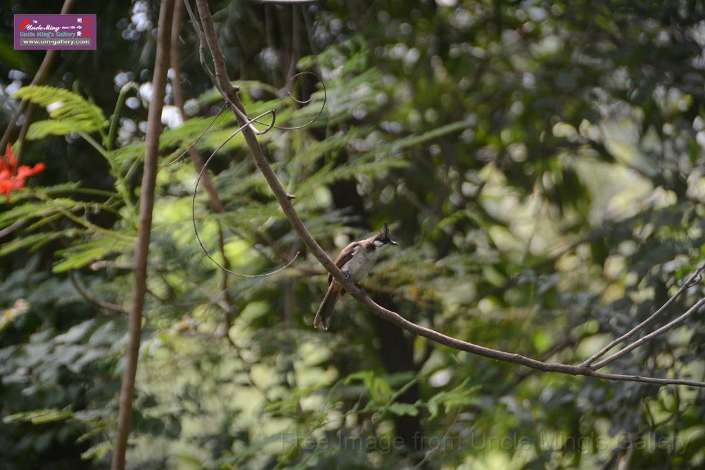 20180618lotus-hunghu_DSC_1609.JPG