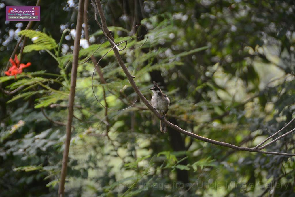 20180618lotus-hunghu_DSC_1610.JPG