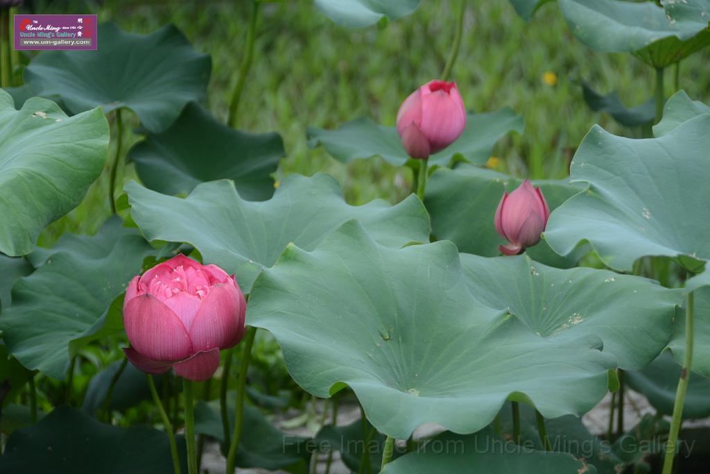 20180618lotus-hunghu_DSC_1613.JPG