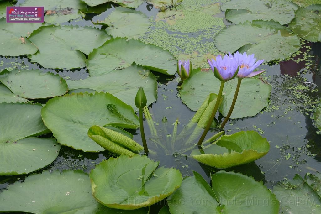 20180618lotus-hunghu_DSC_1615.JPG