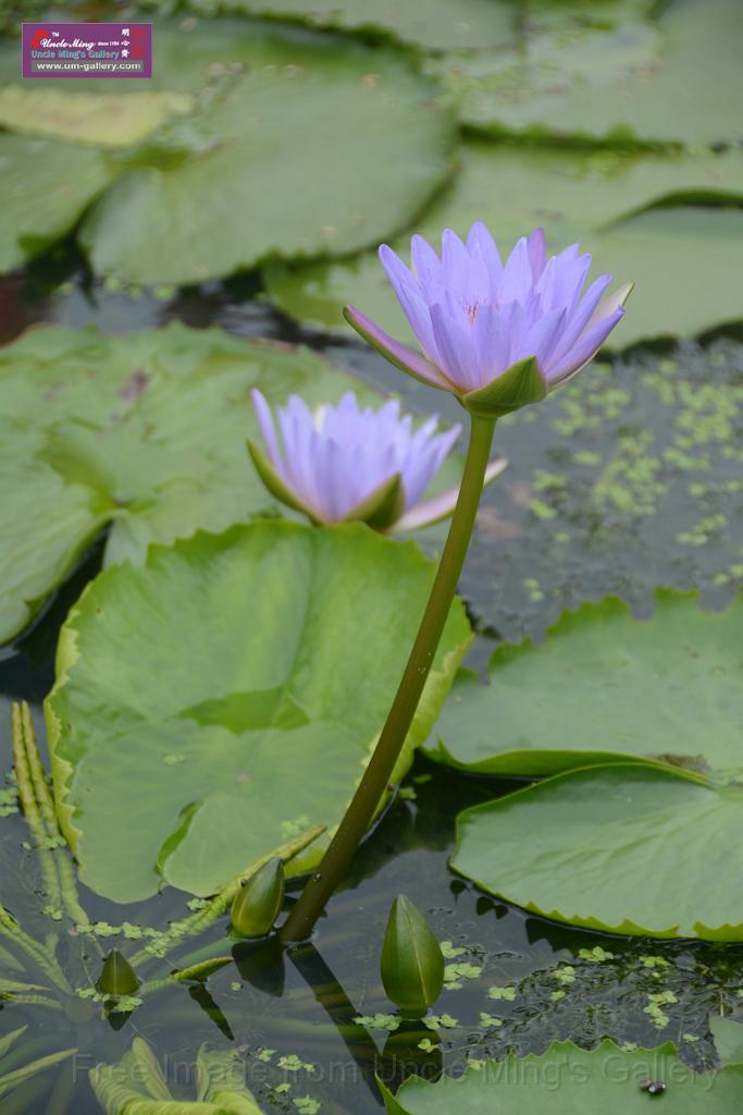 20180618lotus-hunghu_DSC_1616.JPG