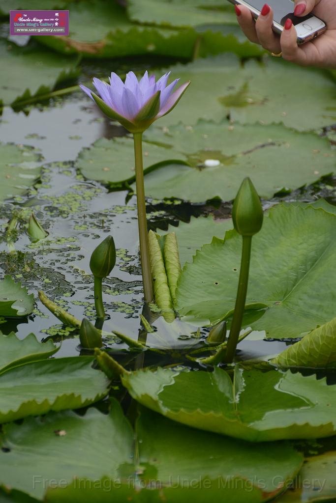 20180618lotus-hunghu_DSC_1619.JPG