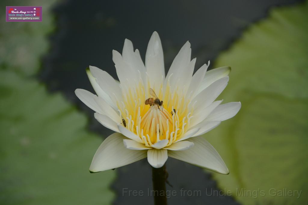 20180618lotus-hunghu_DSC_1623.JPG